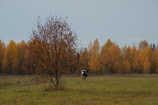 Осень