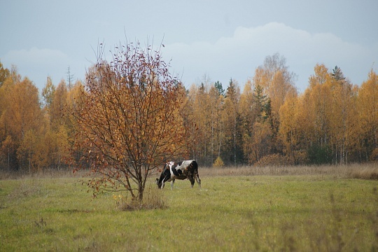 Осень