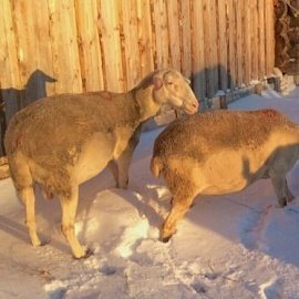 French Sheep 